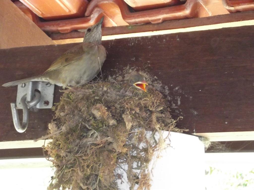 Pousada Stohler Haus Penedo  Luaran gambar